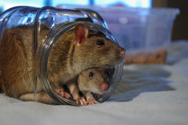 Rats Shed a New Light on the Human Brain Rats