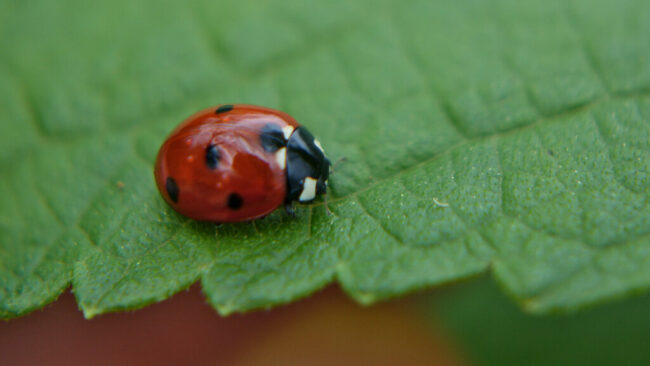 Ladybugs Help Gardens Flourish 1 Ladybugs
