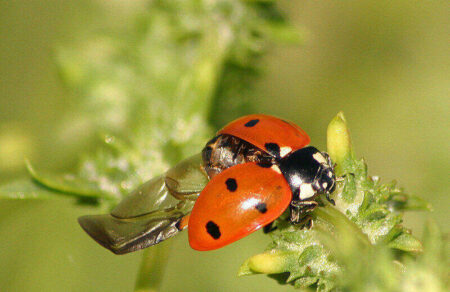 Ladybugs Help Gardens Flourish 2 ladybugs