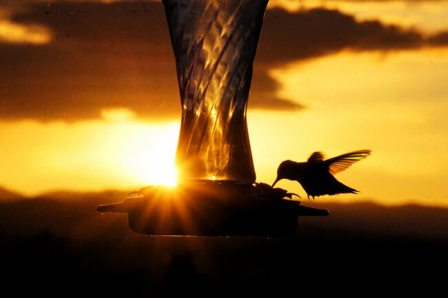 Ways to Save Wildlife From Extinction wildlife