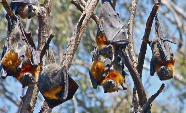 Bat-Borne Diseases Become More Frequent Due to Deforestation bat-borne