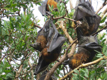Bat-Borne Diseases Become More Frequent Due to Deforestation bat-borne
