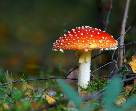 Magic Mushrooms Can Now Treat Depression? Magic Mushrooms