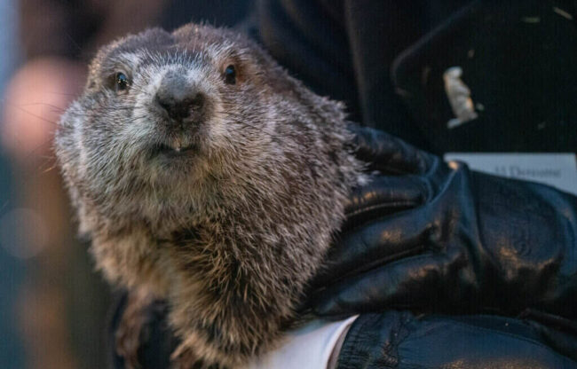 The Odd History That Makes Up Groundhog Day groundhog day