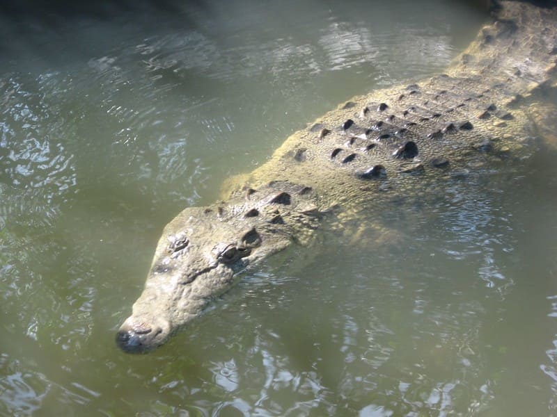 crocodylus lucivenator