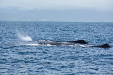 sperm whales