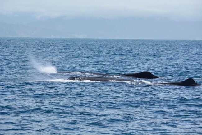 sperm whales