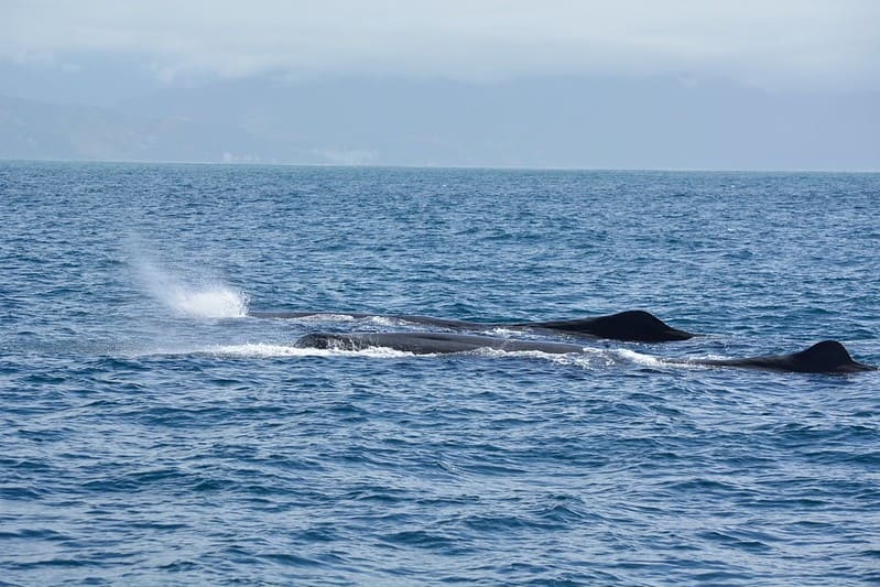 Sperm Whales Communication Insights [Video]