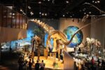 Breaking news, Latest international news and Sport 16 Tylosaurus Rex