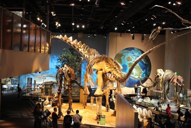 Tylosaurus Rex Discovery in Texas 1 Tylosaurus Rex