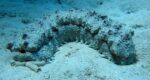 sea cucumber
