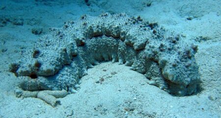 sea cucumber