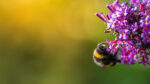 bumblebees