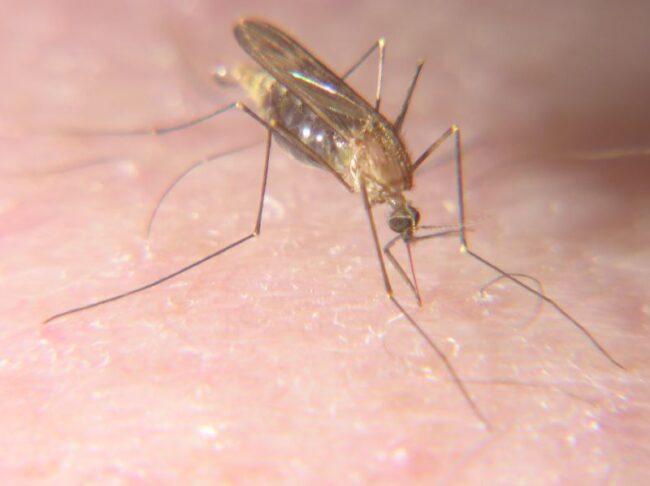mosquitoes